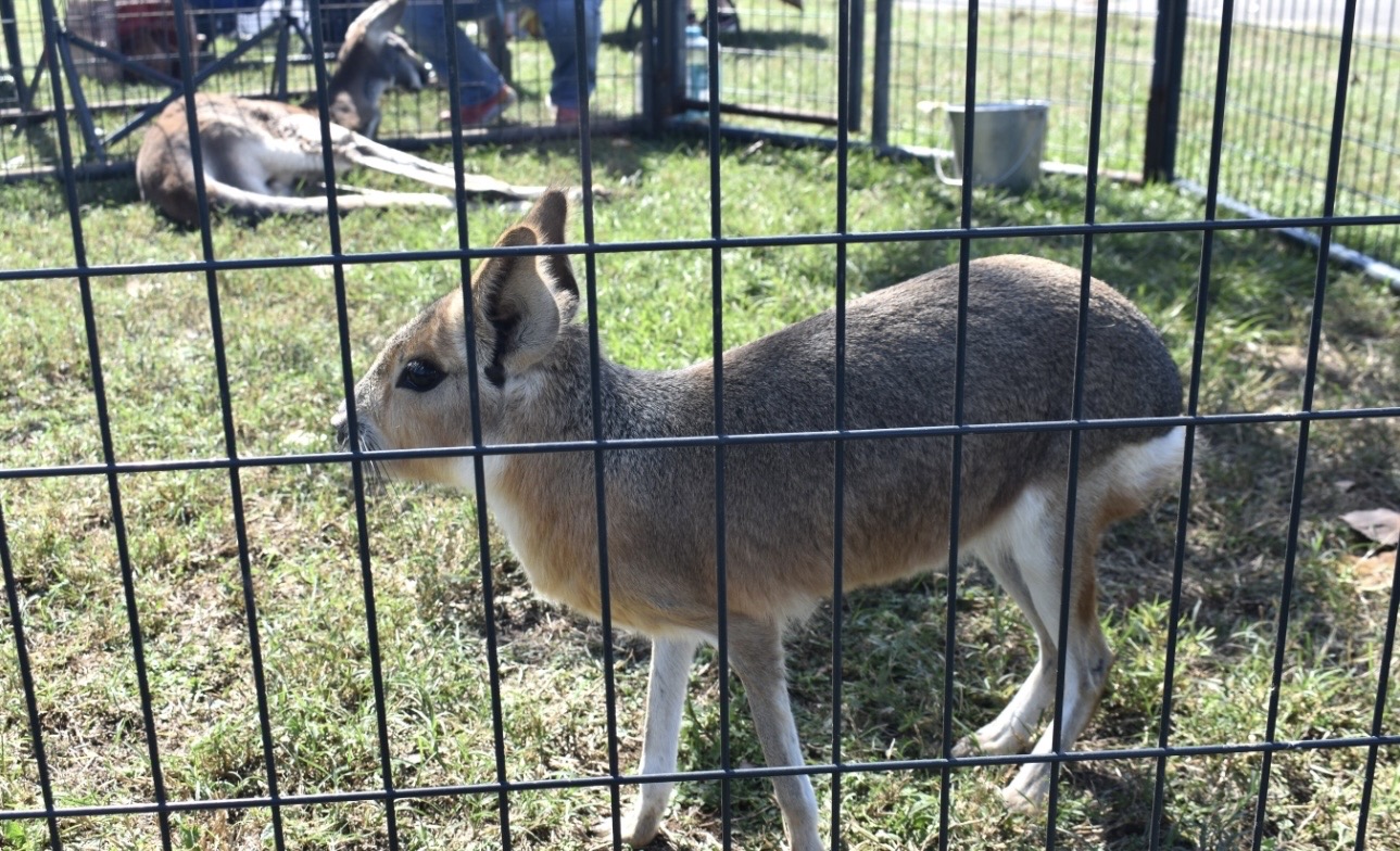 Small exotic animal at Cherokee community gathering — Sovereign Chickamauga Cherokee Tribe of Arkansas