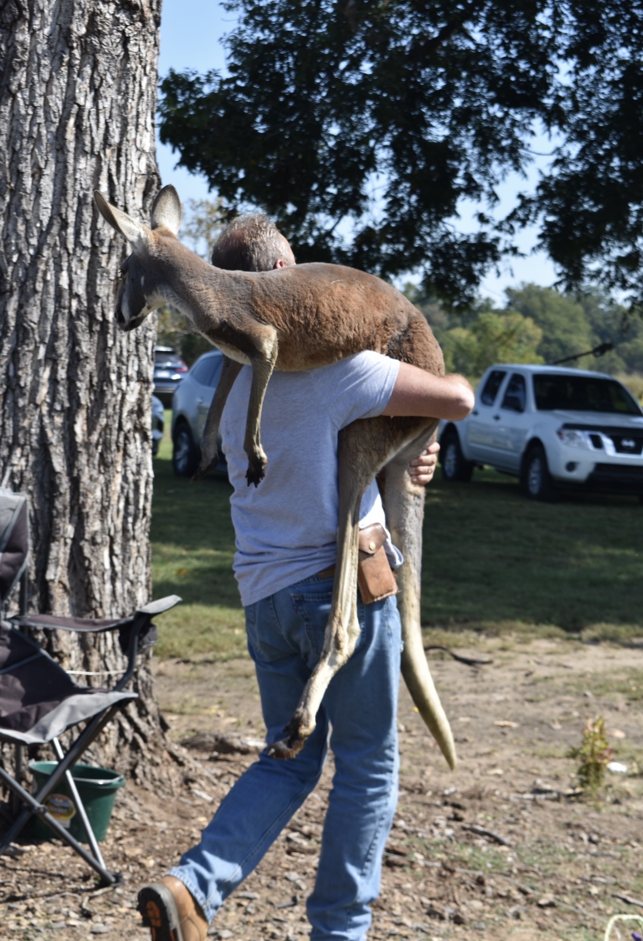 Exotic animal handler with kangaroo at Cherokee community gathering — Sovereign Chickamauga Cherokee Tribe of Arkansas