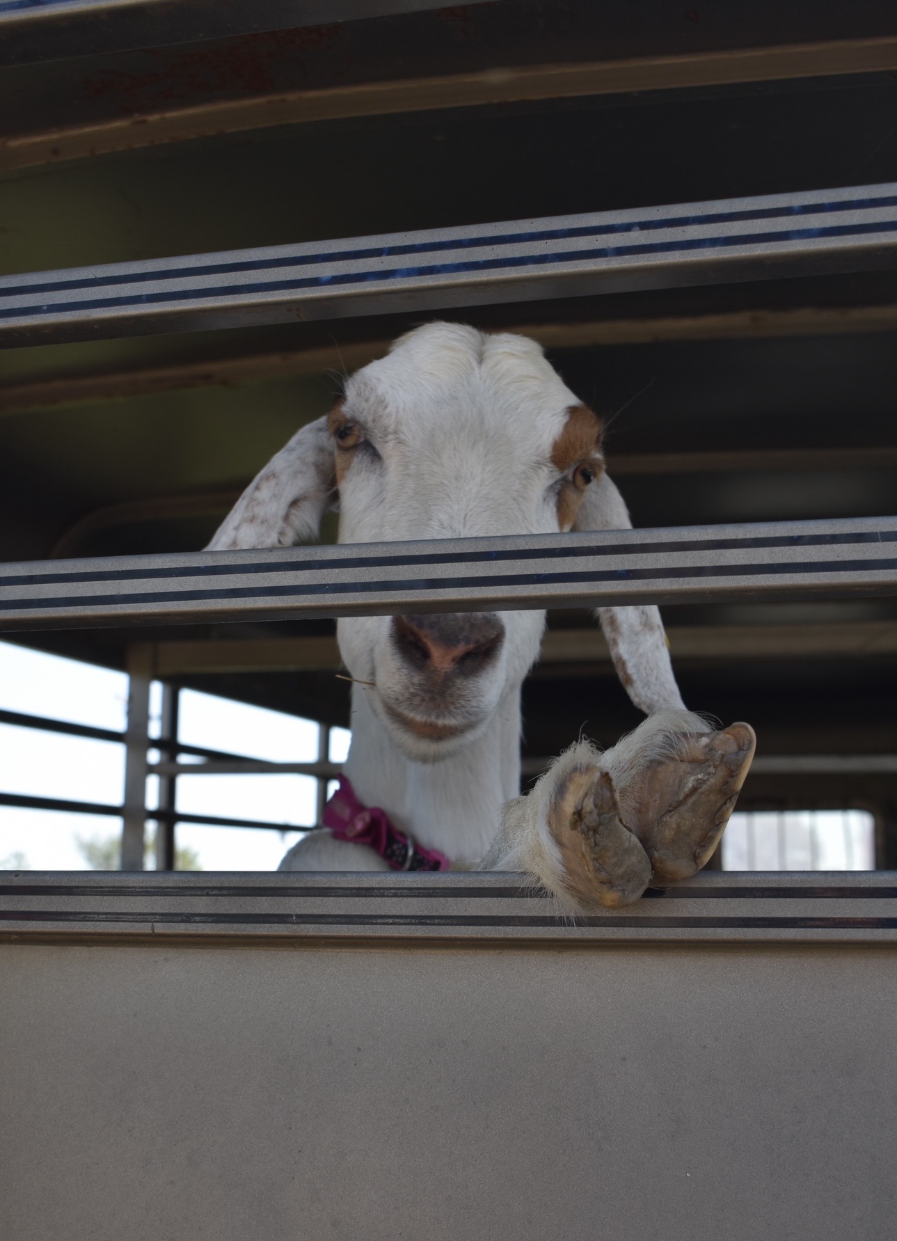 Goat peeking through fence at Cherokee community gathering — Sovereign Chickamauga Cherokee Tribe of Arkansas